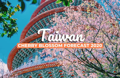 Taiwan’s 2020 Cherry Blossom Forecast and The Best Viewing Spots