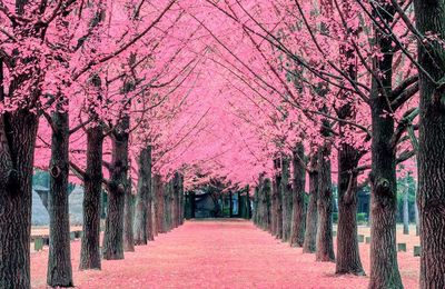 How To Hanami 101: Tips & Tricks To Ace Cherry Blossom Season