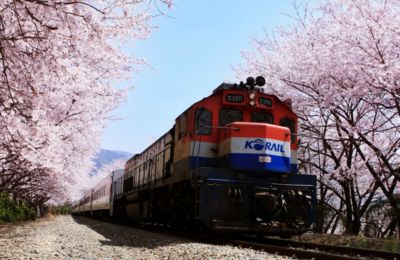 23 Essential Activities You’ll Need For Your Cherry Blossom Pilgrimage