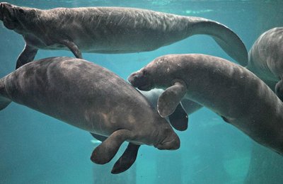 10 Reasons Why You Should NEVER Bring Your Girlfriend To The River Safari