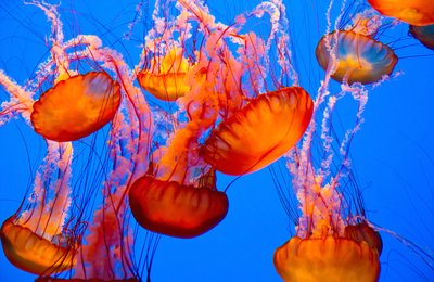 A Guide to Osaka Aquarium Kaiyukan