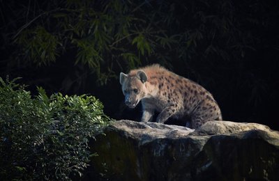 11 Common Myths About The Singapore Night Safari OFFICIALLY Debunked