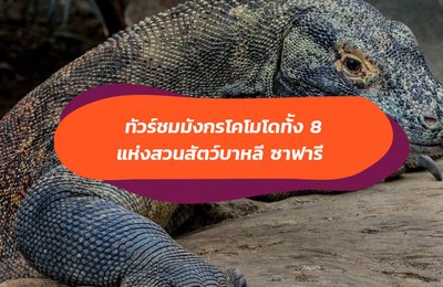 Klook ชวนคุณมาดูความน่ารักของเหล่าน้อง ๆ มังกรโคโมโดทั้ง 8 แห่งสวนสัตว์บาหลี ซาฟารี