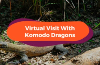 Bali Safari Will Be Live Streaming Their Baby Komodo Dragons - Here's How You Can Watch