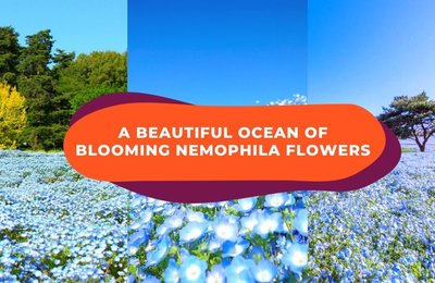 Magical Sights With Over 5 Million Tiny Flowers Blooming at Hitachi Seaside Park