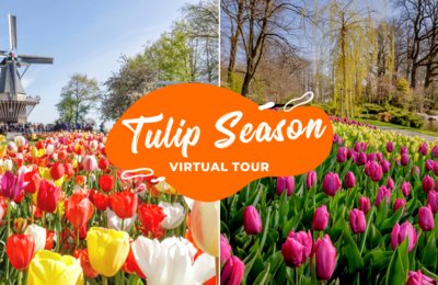 Amsterdam Tulip Season: Virtual Tour To See What You Have Been Missing Out