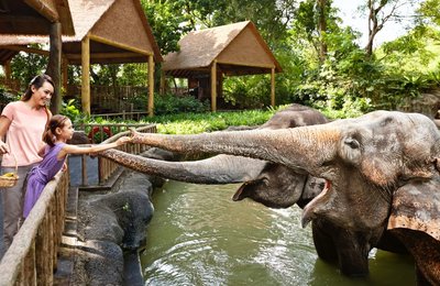 Kinh Nghiệm Đi Singapore Zoo, River Safari, Night Safari và Vườn Chim Jurong