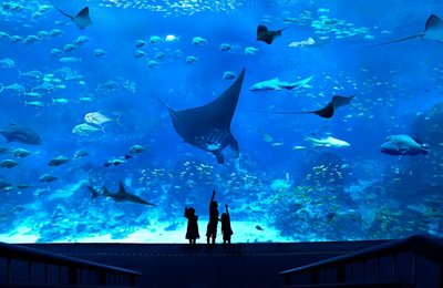 Tất Tần Tật Những Điều Bạn Cần Biết Về SEA Aquarium Ở Singapore