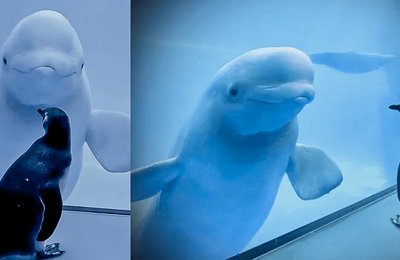 人類遊客驟減!美國水族館放出小企鵝當「觀光客」,與白鯨初次見面時刻超驚奇!