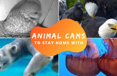 Daily Dose Of Cuteness From These Live Animal Cams