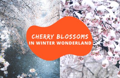 Rare Snow Falls On Cherry Blossoms In Japan