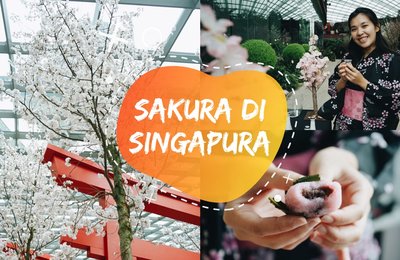 Sakura Matsuri Gardens by the Bay 2020: Ada Sakura di Singapura!