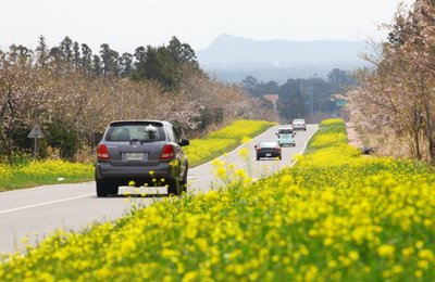 10 Địa Điểm Du Lịch Jeju Có Thể Đến Bằng Giao Thông Công Cộng