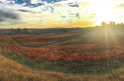 California Napa Valley Wine Tours