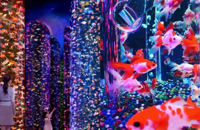 New Art Aquarium With 30,000 Graceful Goldfish Opening In Tokyo In 2020