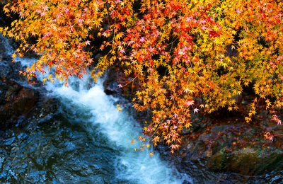 The Best Spots to Capture Autumn in Japan