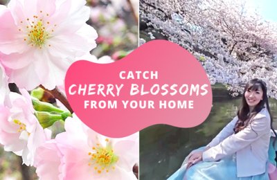 360° Videos Of Cherry Blossoms To Take A Break Off Netflix