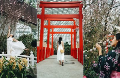 Catch The Cherry Blossoms In Singapore At Sakura Matsuri In Gardens By The Bay