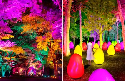 teamLab's New Exhibit Is An Enchanted Acorn Forest Just Outside Tokyo