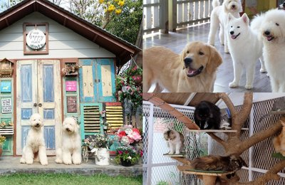 Rumah Guguk Bandung: Surganya Pecinta Anjing di Bandung!