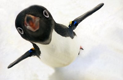 【企鵝飼育照護體驗】屏東海生館「我與企鵝的0.1毫米」完整活動介紹