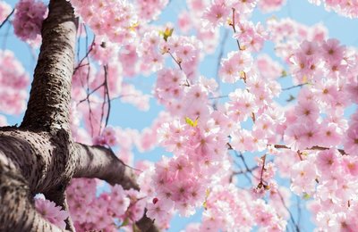 【2021阿里山櫻花季】阿里山6大賞櫻景點、櫻花花期、交通懶人包