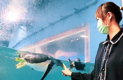 「企鵝飼育員」李晨寧與她的企鵝好朋友|「麵包和愛情,我選愛情」的企鵝愛情故事