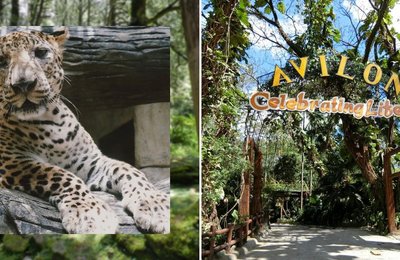 What You Need To Know Before Visiting Avilon Zoo: Entrance Fees, New Park Hours and Guidelines, Discounts and More!