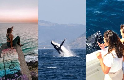 Gold Coast Whale Watching Guide: Best Times To Go & Spots To Visit