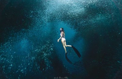 Sardine Run: A Must-Try for Every Traveler in Moalboal