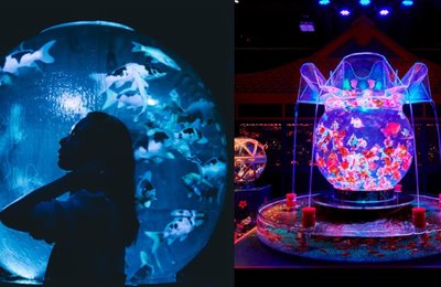 アートアクアリウム美術館 (日本橋)|待望の常設展!混雑前の今がチャンス