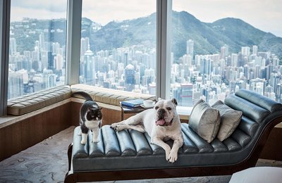 12 Best Pet-Friendly Hotels in Hong Kong for a “Paw-some” Staycation