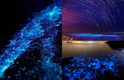 7 Dreamy Locations To Catch Sight Of Blue Tears In Malaysia