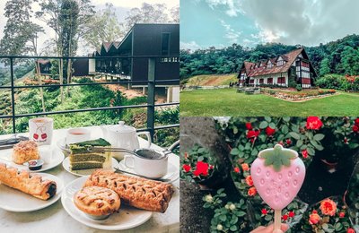 14 Things To Do In Cameron Highlands: Flower Fields, Strawberry Farms, Tea Plantations, & More!