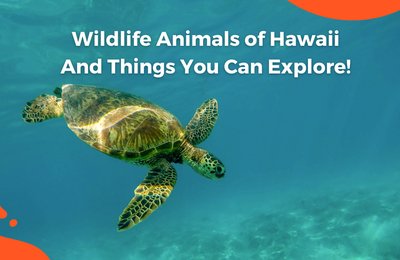 Wildlife Animals of Hawaii And Things You Can Explore!