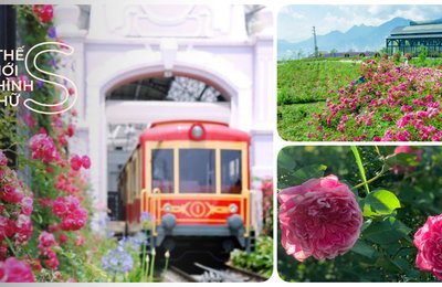 Hóa Nàng Thơ Tại Các Vườn Hoa Hồng Cổ Sapa
