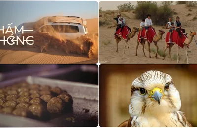 5 Lý Do Bạn Không Nên Bỏ Lỡ Tour Safari Sa Mạc Tại Dubai