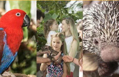 What Is the Green Planet Dubai? Discover UAE’s First Indoor Tropical Forest Families Will Love