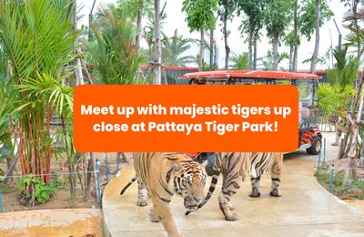 See Tigers Up Close at Pattaya Tiger Park in Thailand!
