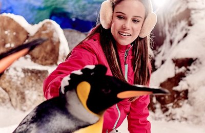 Big Savings in Dubai with Klook’s Exclusive Dubai Multi Attraction Pass