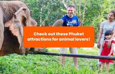 7 Exciting Spots for Animal-Loving Tourists Visiting Phuket