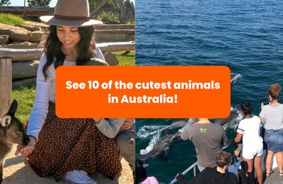 10 of the Cutest Animals in Australia and Where to See Them