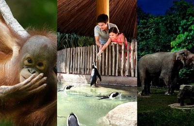 16 Best Places to See Animals in Singapore