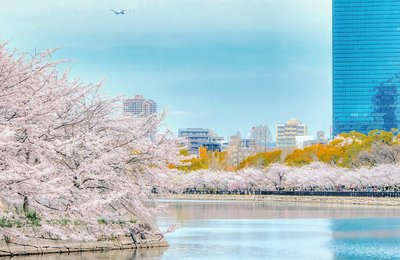 [2025年] 大阪のお花見・桜名所15選｜絶景スポット・おすすめアクティビティまとめ