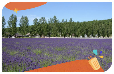 2026富良野一日遊》12大景點推薦，夏天限定薰衣草花田，一起去追紫色花海