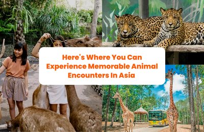 Here's Where You Can Experience Memorable Animal Encounters In Asia 