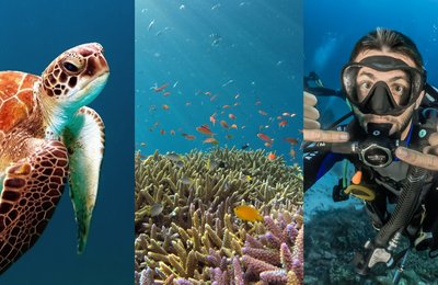 How to Get a Scuba Diving Certification and the 3 Fun Ways to Explore the Deep Blue Sea