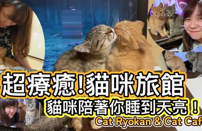 【日本貓旅館】不只貓Cafe!超療癒貓咪陪睡過夜|貓奴必去推介