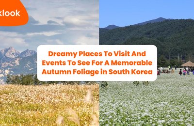 Dreamy Places To Visit And Events To See For A Memorable Autumn Foliage in South Korea
