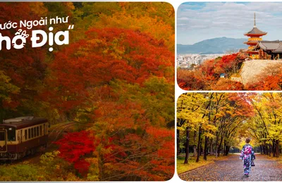 20 Địa Điểm Ngắm Mùa Lá Đỏ Nhật Bản Tuyệt Vời Nhất 